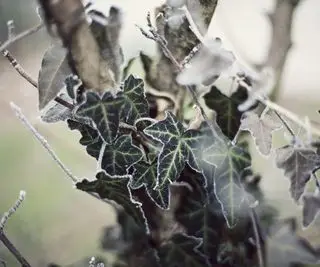 Feuilles de lierre gelées entourant le tronc d'arbre dans le jardin d'hiver