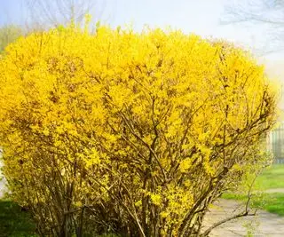 Arbuste Forsythia à fleurs jaunes