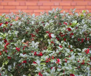 mur de briques et branches de houx aux fruits rouges