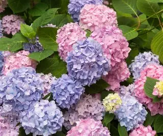 Hortensia macrophylla Été sans fin