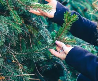 Femme vérifiant les branches d'un arbre de Noël