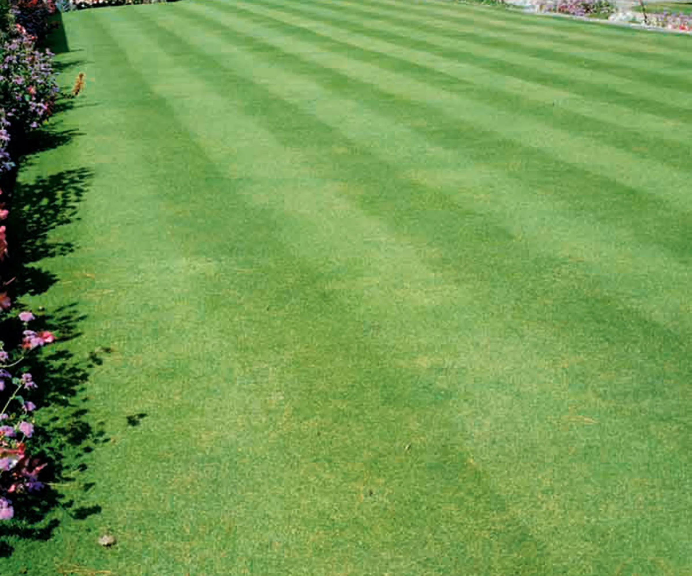 Stripy græsplæne' loading='lazy' title=