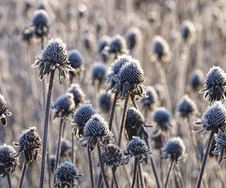 겨울로 떠난 검은 눈의 수잔