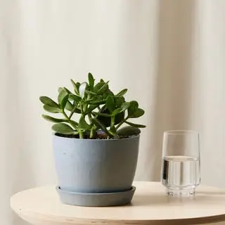 Nefritová rostlina Plants.com