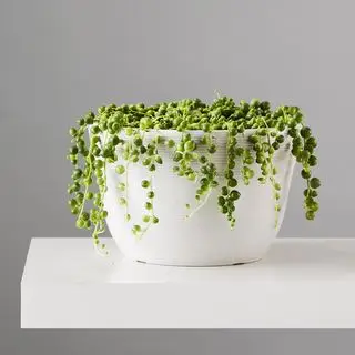 Plants.com šňůra perel