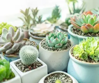 Nejlepší rychle rostoucí sukulenty – 5 odrůd, které rychle zdvojnásobí svou velikost