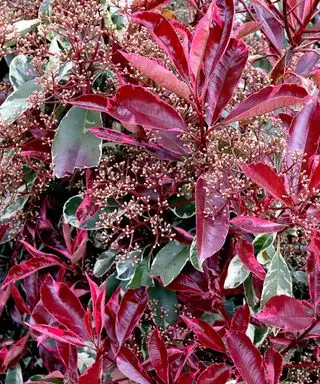 Photinia x fraseri ‘Louise’ クリスマスベリー ルイーズ – 栗色の葉の新芽、芽吹き始めた花房、クリーム色の縁のある濃い緑色の葉、
