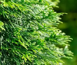 Thuja occidentalis Smaragd の緑のテクスチャ クリスマス葉のクローズ アップ