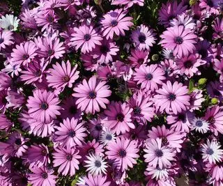 Fleurs roses d'un ostéospermum en fleur