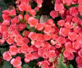 Bégonias
