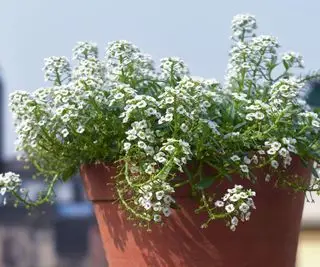 Plante d'alyssum douce fleurissant dans un récipient