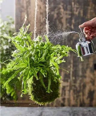 Plante de kokedama brumisée