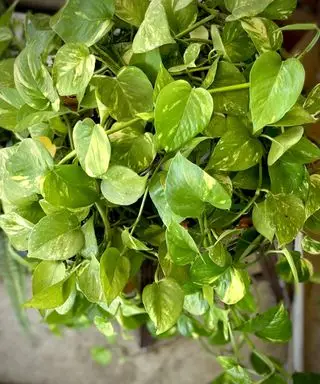Gros plan d'une plante de pothos doré mature