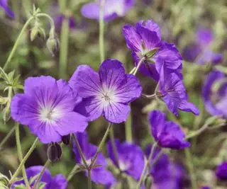 Géraniums rustiques Orion dans un jardin de chalet