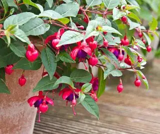 Floraison fuchsia Dollar Princess dans un récipient d'automne