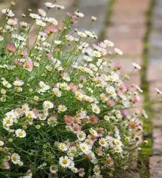 Nuage d'Erigeron Karvinskianus