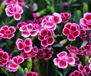 Dianthus
