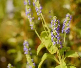 Salvia hispanica blomst