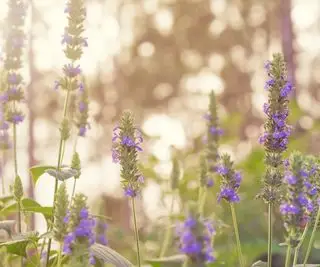 Sådan dyrker du chiafrø - bedste tips til at producere disse sunde korn