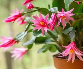 påskekaktus med lyserøde blomster