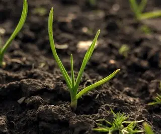 Une gousse d'ail qui pousse dans le lit du jardin