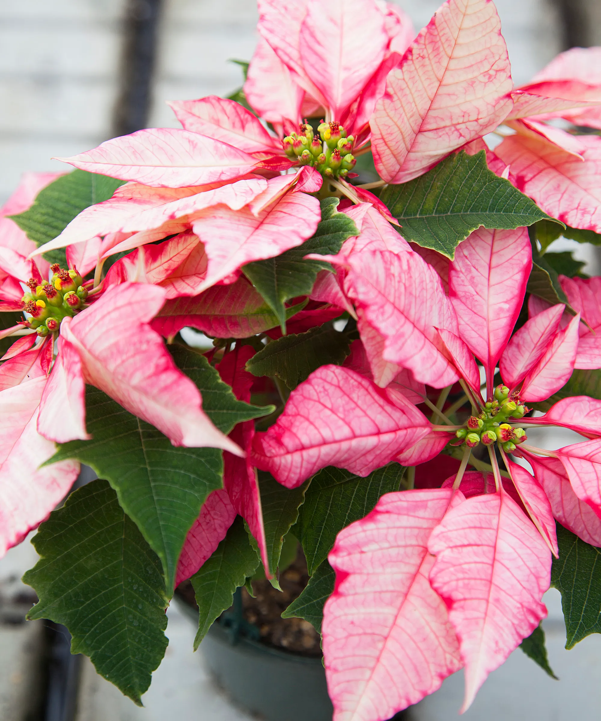 분홍색과 흰색의 잡색의 포인세티아 식물' loading='lazy' title=