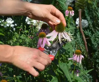 Tailler les fleurs d'échinacée
