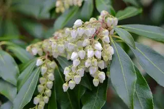 Hvide blomster af pieris japonica