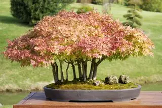 Japansk ahorn bonsai træ på bordet