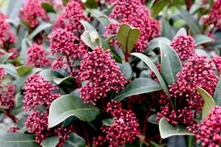 Skimmia japonica 'Rubella' Skimmia Rubella