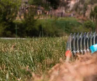 Jak wyczesać trawnik i jak zapobiegać tworzeniu się strzechy