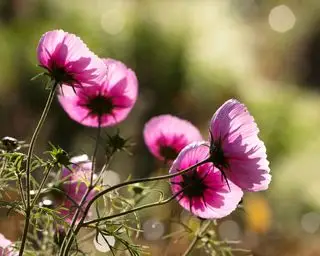 Cosmos bipinnatus cupcake blush