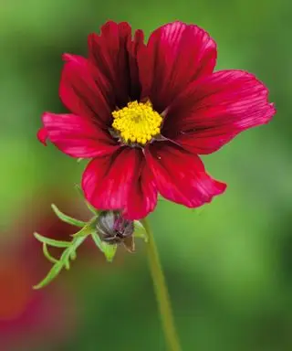 Cosmos bipinnatus rubenza fra sarah ravn