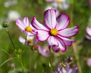 cosmos bipannatus slikstribe