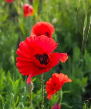 野生のフランダースポピーの緋色の花