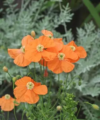 アルメニアのケシ (Papaver triniifolium) の繊細なオレンジ色の花