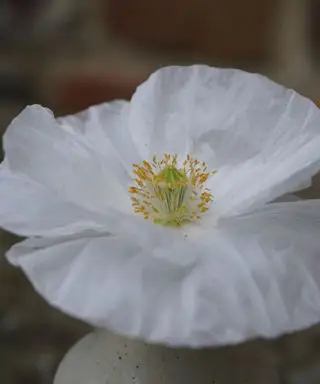 純白の花は、