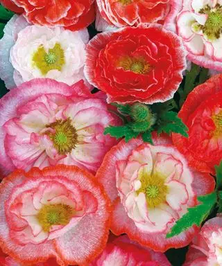 一年草のケシの華やかなピンクの色合い