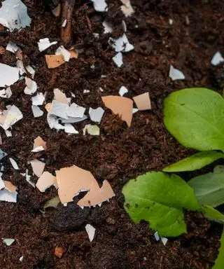 Des œufs dans le jardin