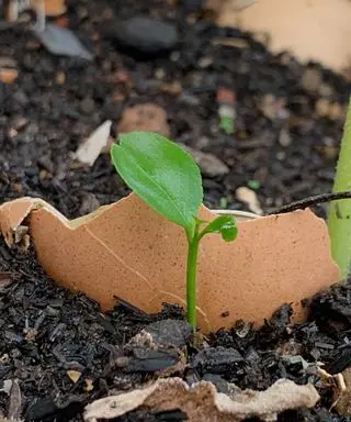 Utiliser les œufs dans le jardin – 5 façons d’utiliser leurs nutriments dans vos parterres de fleurs