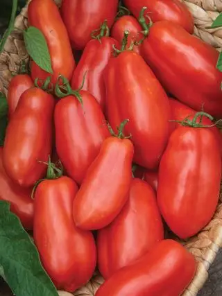 Tomate, San Marzano