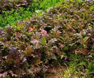 Mizuna rouge poussant dans un jardin