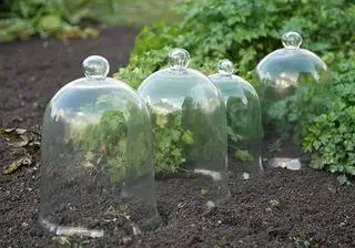 Garden cloches