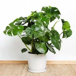 Plante monstera de Greendigs