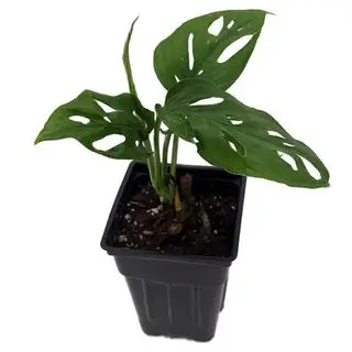 Un petit Monstera dans un pot de culture en plastique noir sur fond blanc