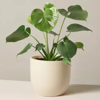 Une plante monstera dans un pot de crème sur fond blanc