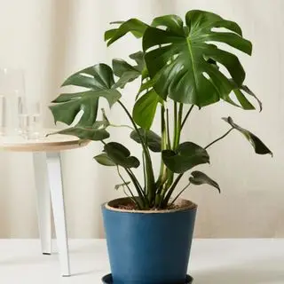 Un grand monstera dans un pot bleu