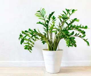 Plante ZZ en pot blanc