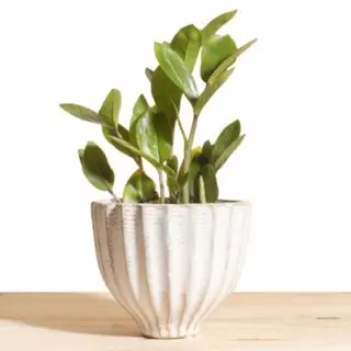 Une plante gemme de Zanzibar dans un semoir en forme de gland sur fond blanc