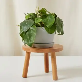 Une plante à feuilles de cœur de philodendron assise sur un tabouret en bois